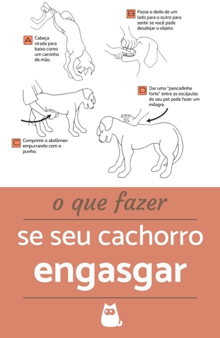 Fashion Dicas de veterinária 