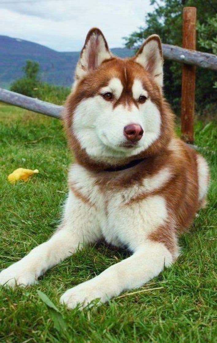 Fashion Husky Siberiano