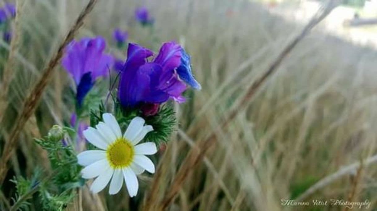 Moda Flores