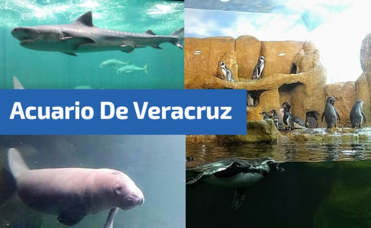 Place Acuario de Veracruz