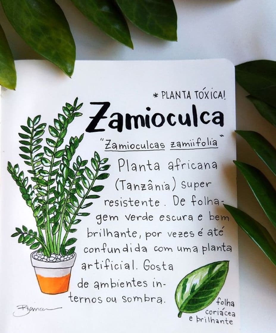 Moda Planta zamioculca