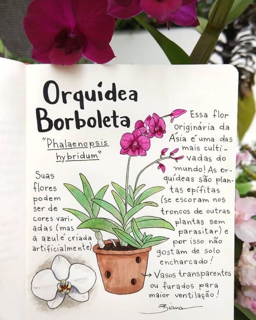 Moda Planta orquídea borboleta