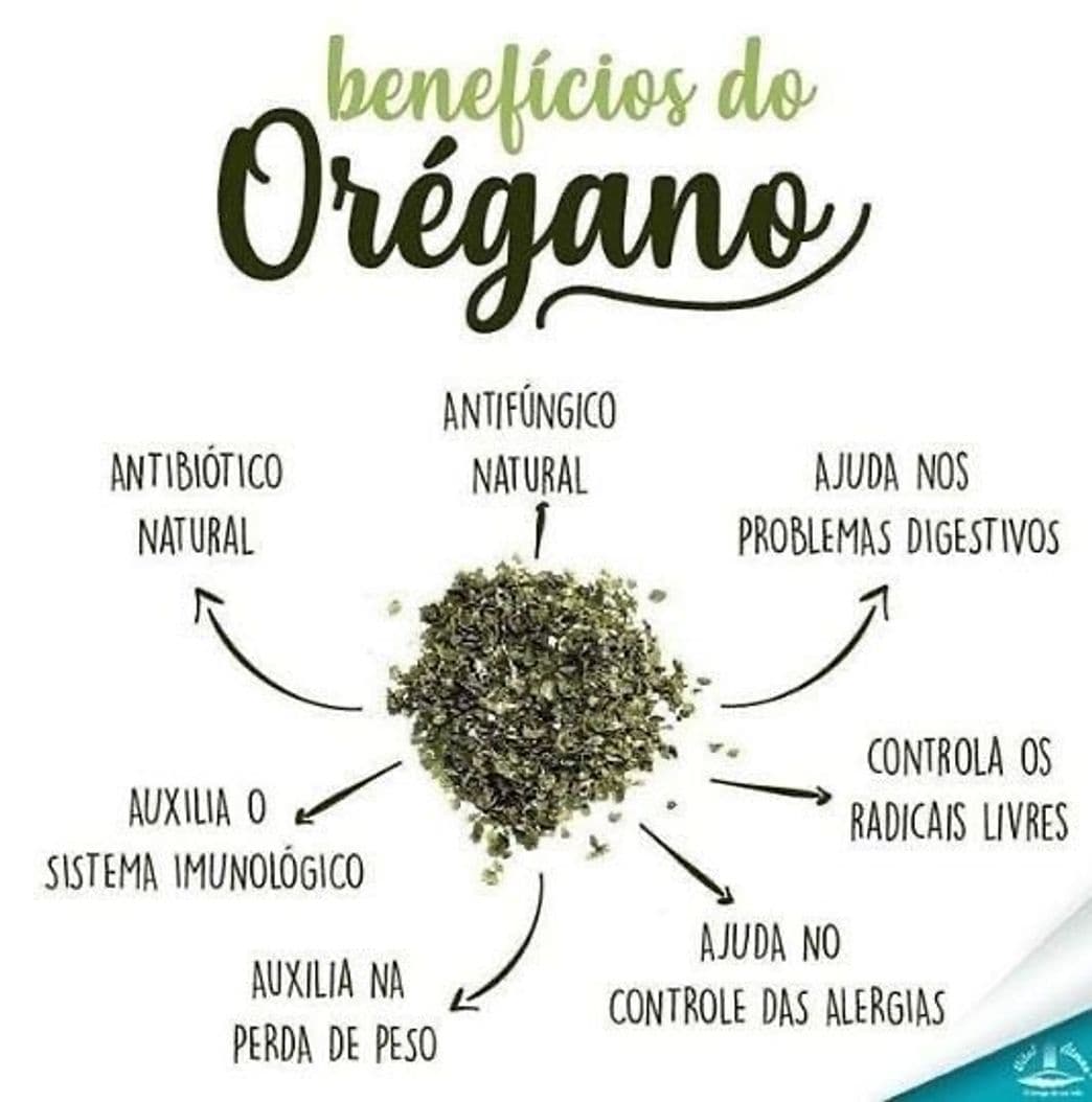 Moda Benefícios do orégano 