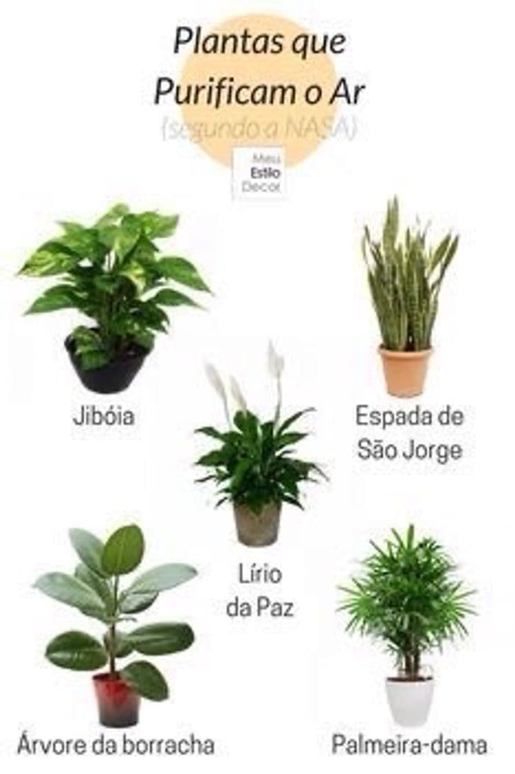 Moda Plantas q purificam o ar