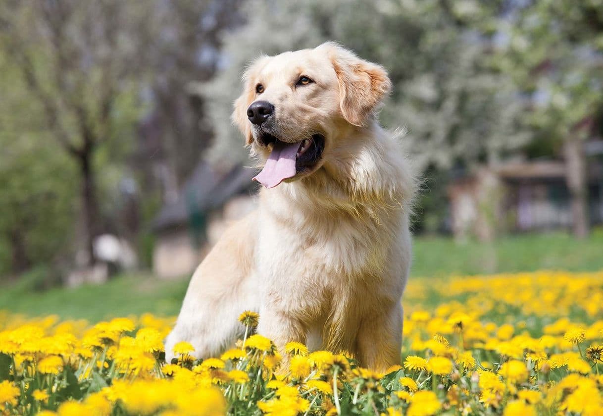 Fashion Golden Retriever