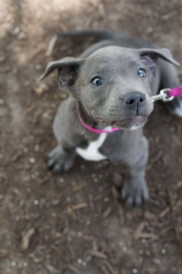 Fashion Pitbull