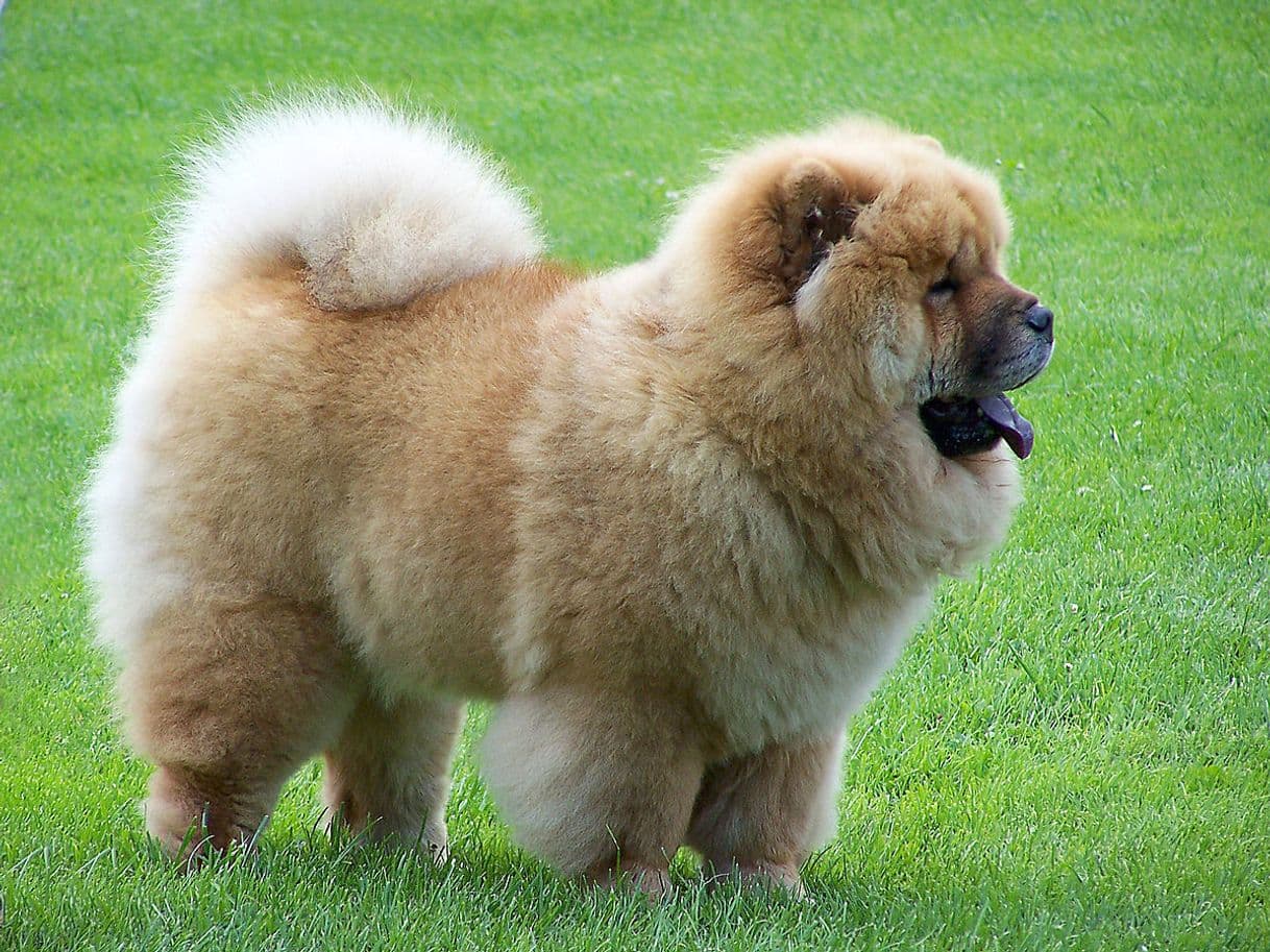 Fashion Chow chow