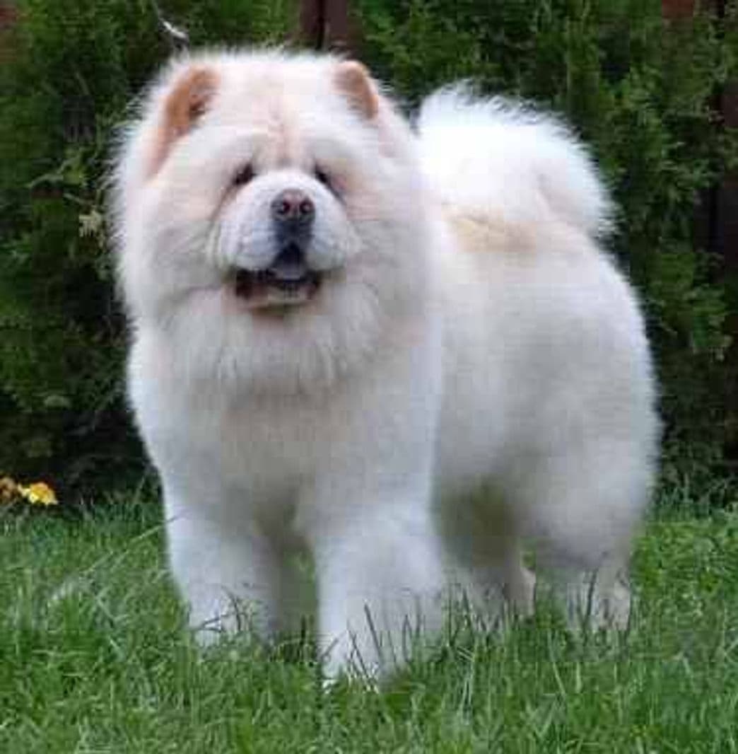 Fashion Cachorro Chow chow