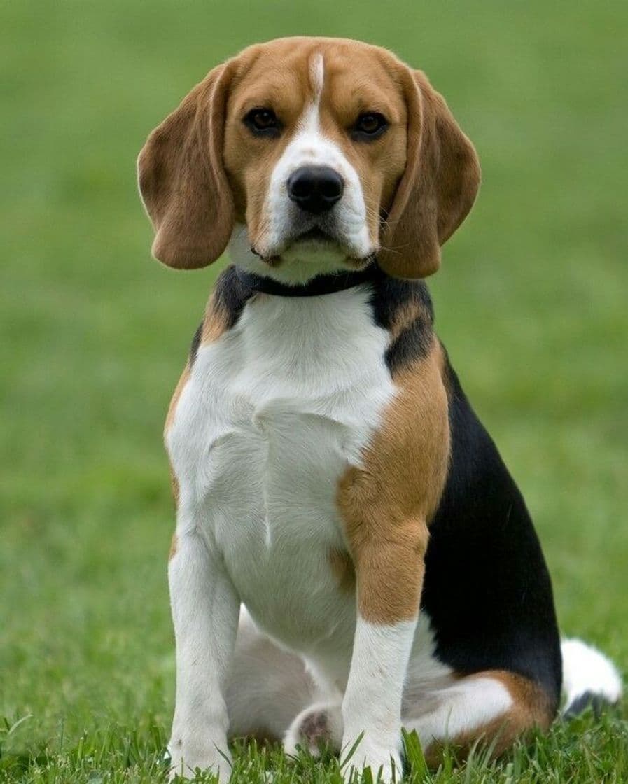 Fashion Cachorro beagle