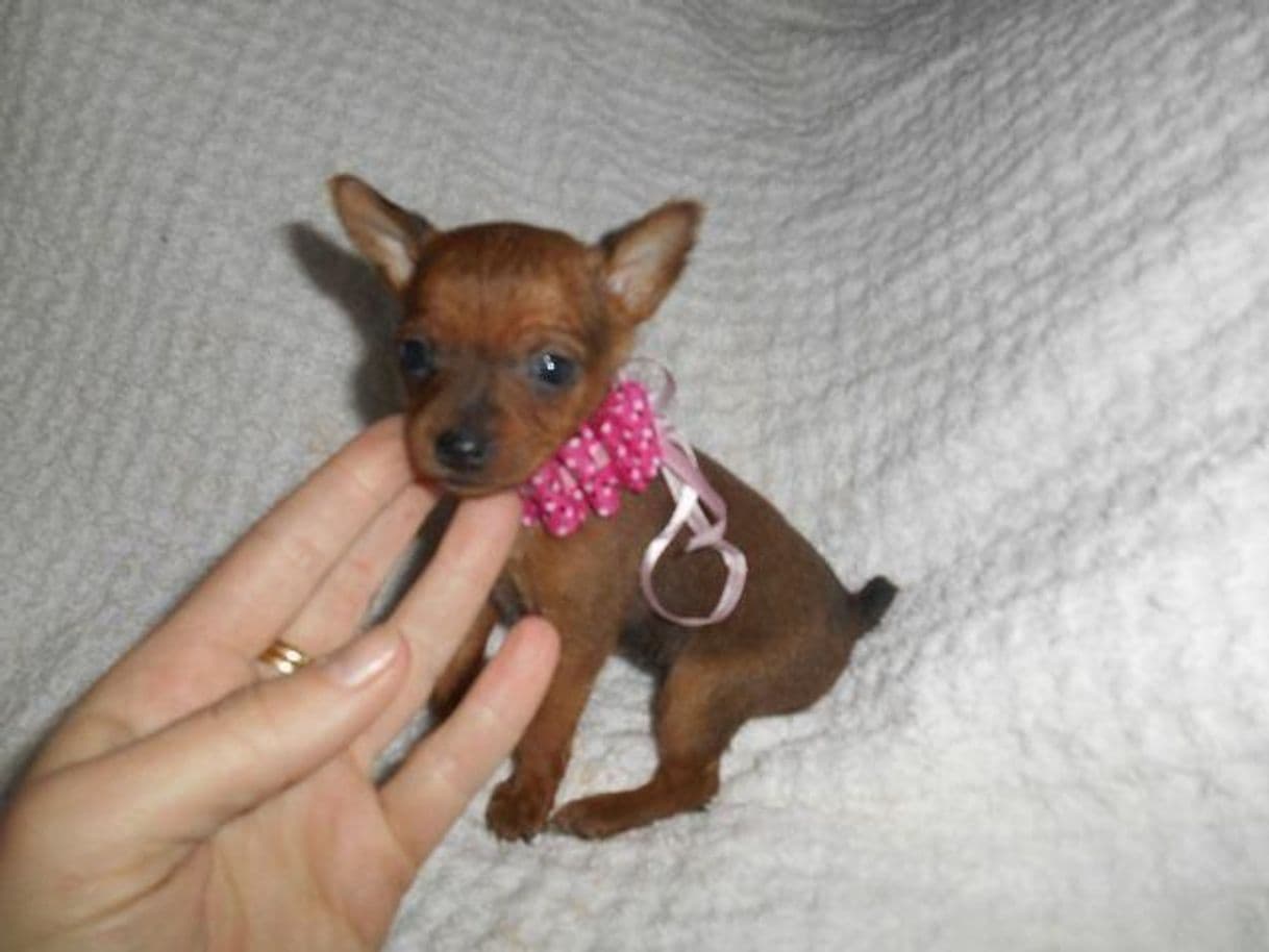 Fashion Pinscher 0