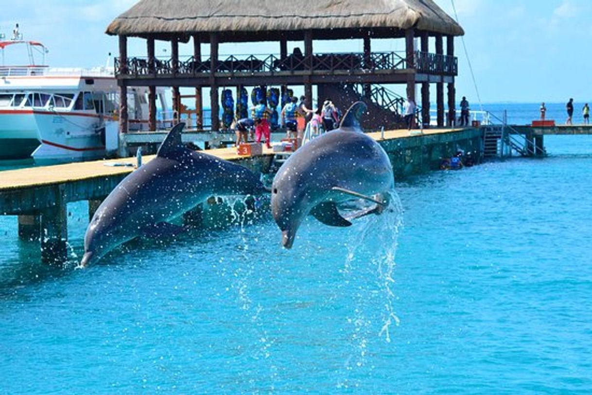 Lugar Dolphin Discovery