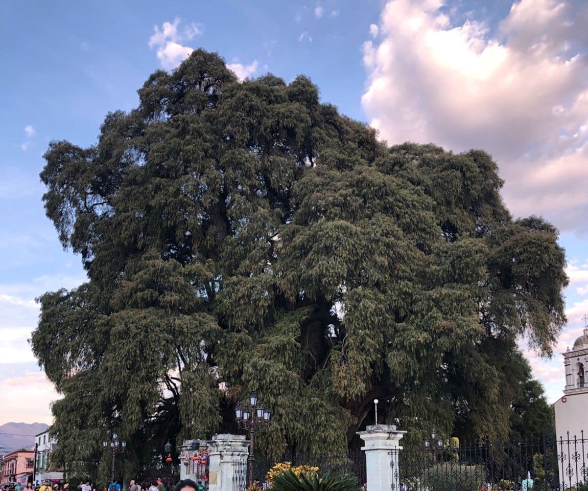 Lugar Árbol del Tule