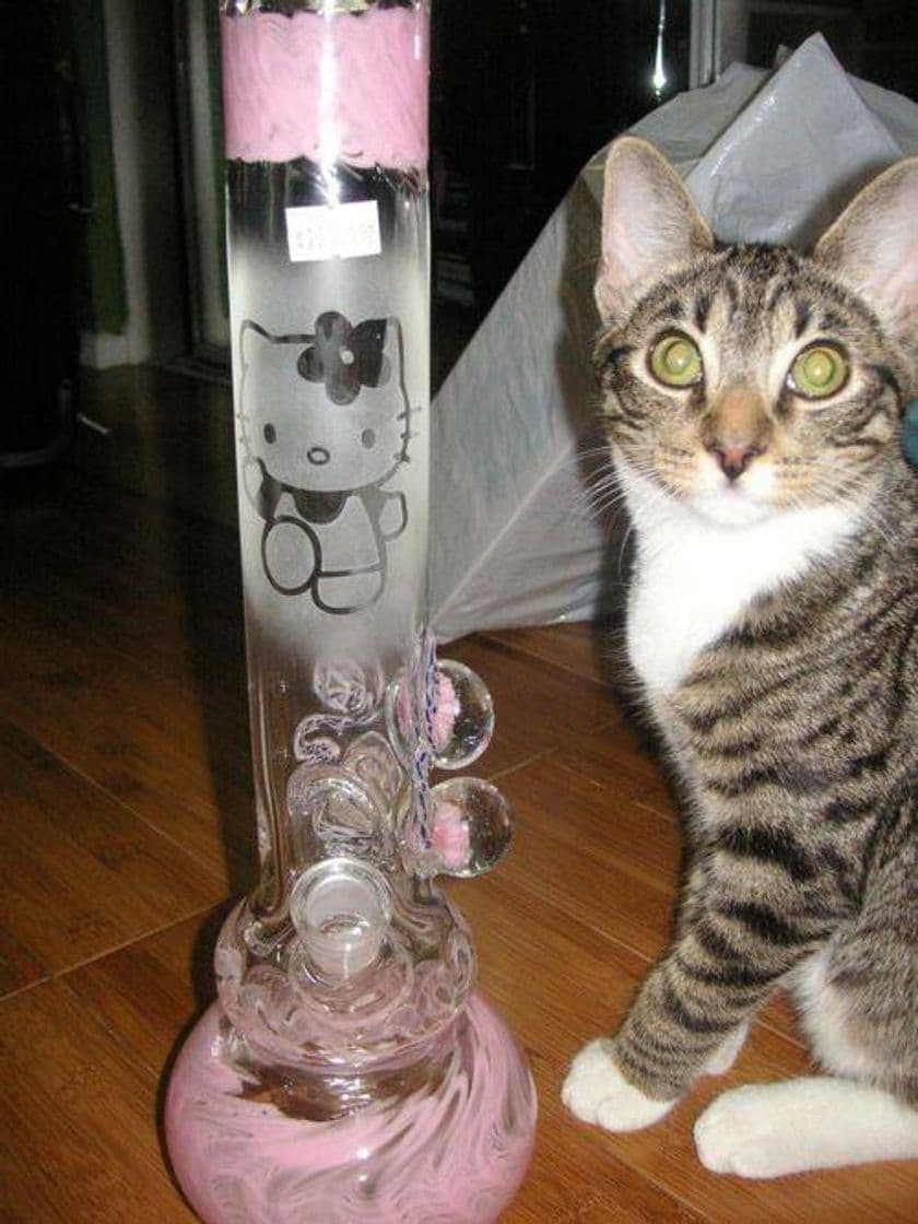 Producto Bong kitty