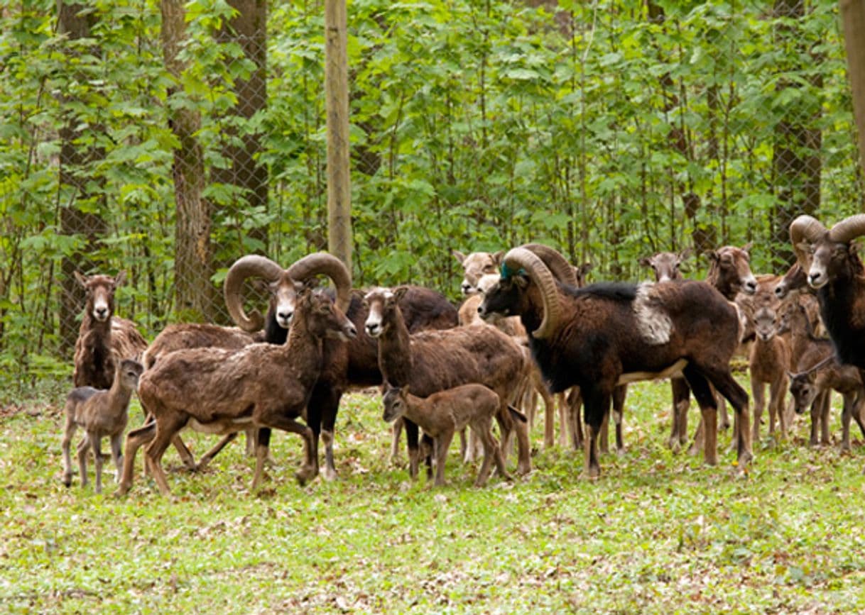 Lugar Wildpark Düsseldorf Grafenberg