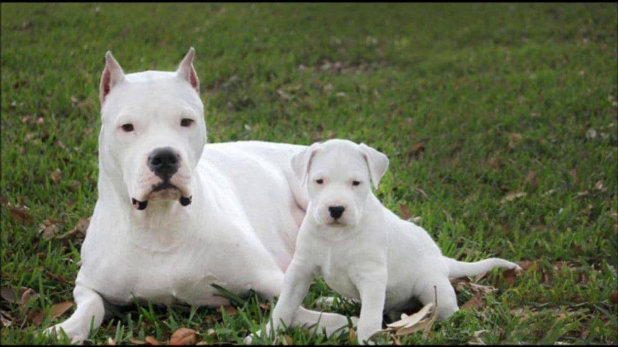 Product El Dogo Argentino