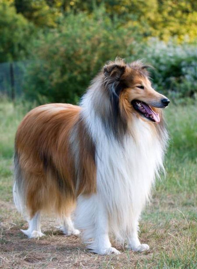 Producto EL COLLIE