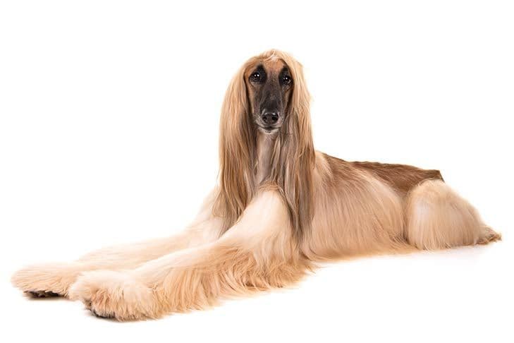 Moda Afghan Hound Dog Breed Information - American Kennel Club