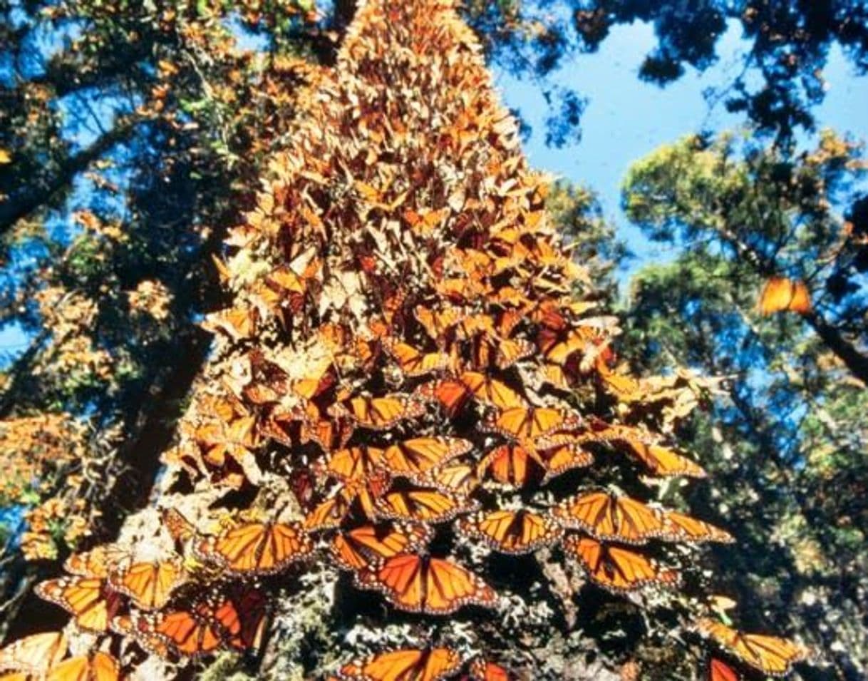 Lugar Reserva de la Biósfera Santuario Mariposa Monarca