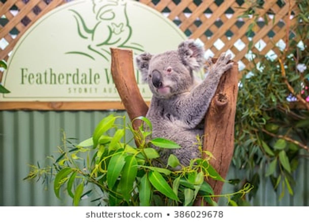 Lugar Featherdale Wildlife Park