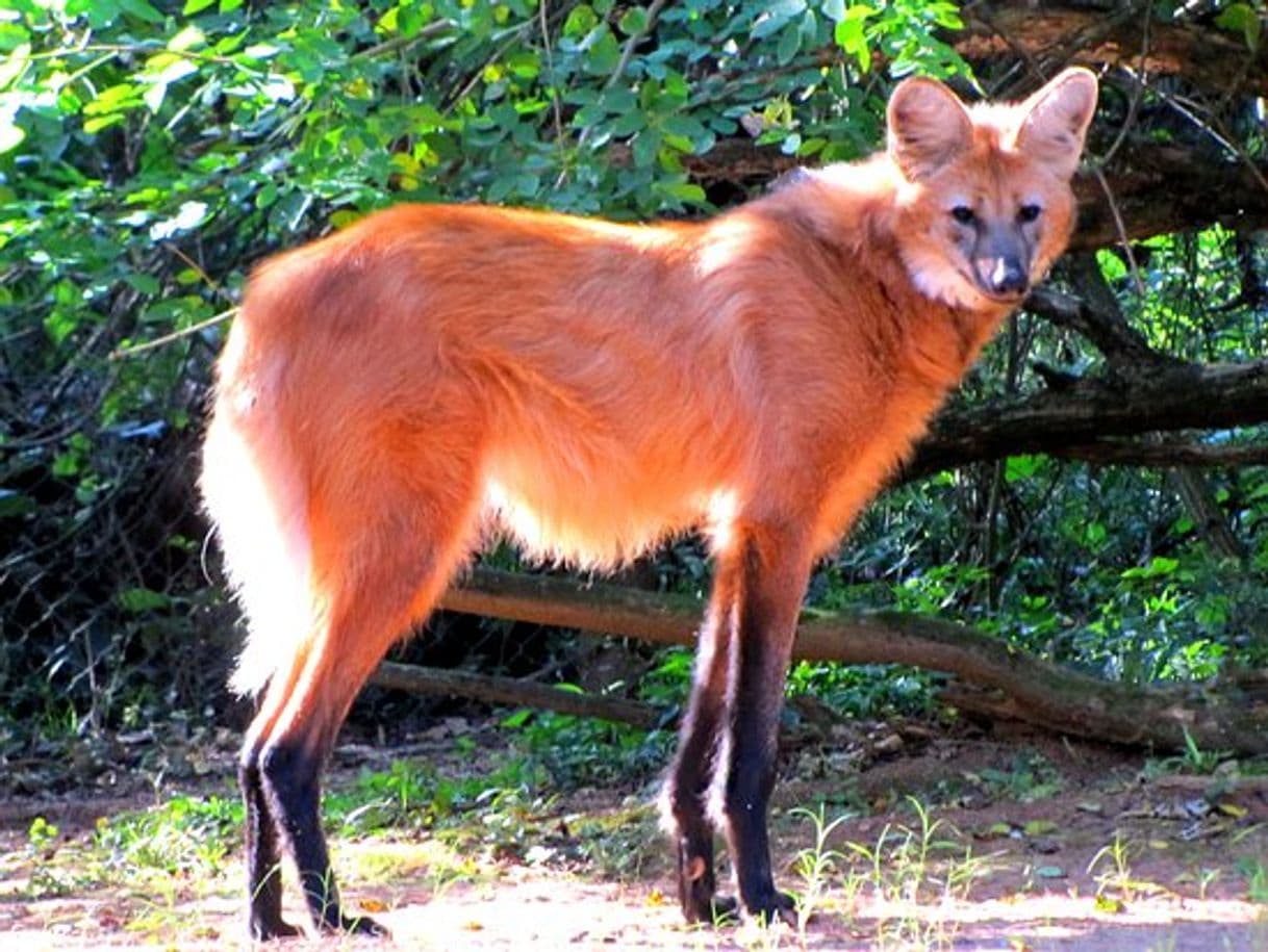 Fashion Lobo-guará 