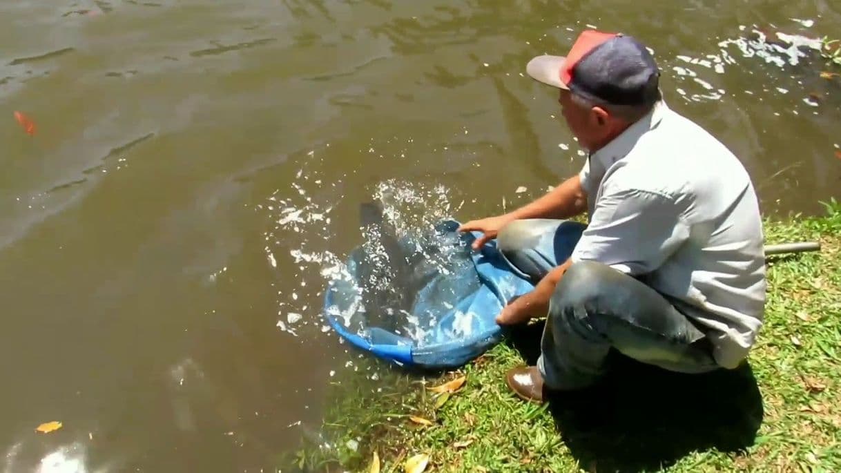 Restaurants Pau Alto Pesca e Psicultura