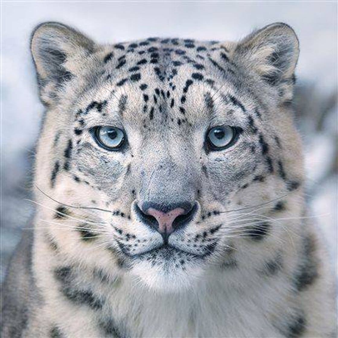 Fashion Leopardo de las nieves