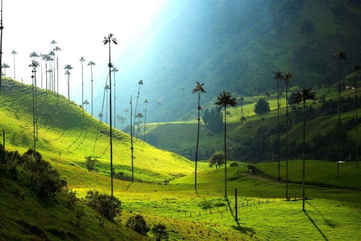 Restaurantes Valle Del Cocora