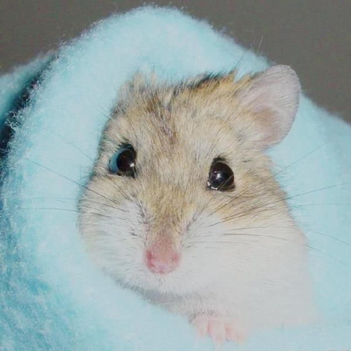 Moda Hamsters