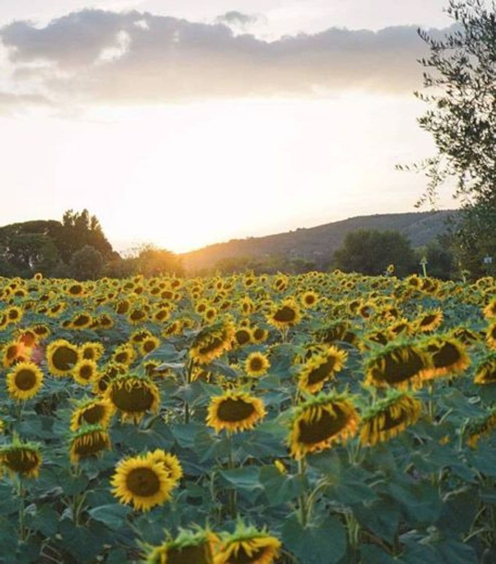 Fashion Sunflowers