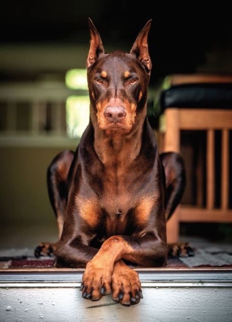 Moda Doberman