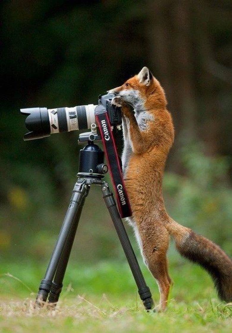 Moda Fox Photographer