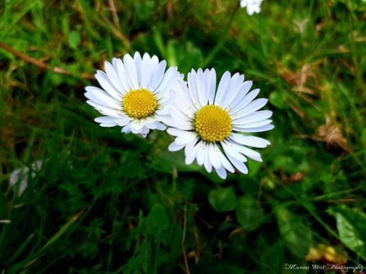 Moda Flores 