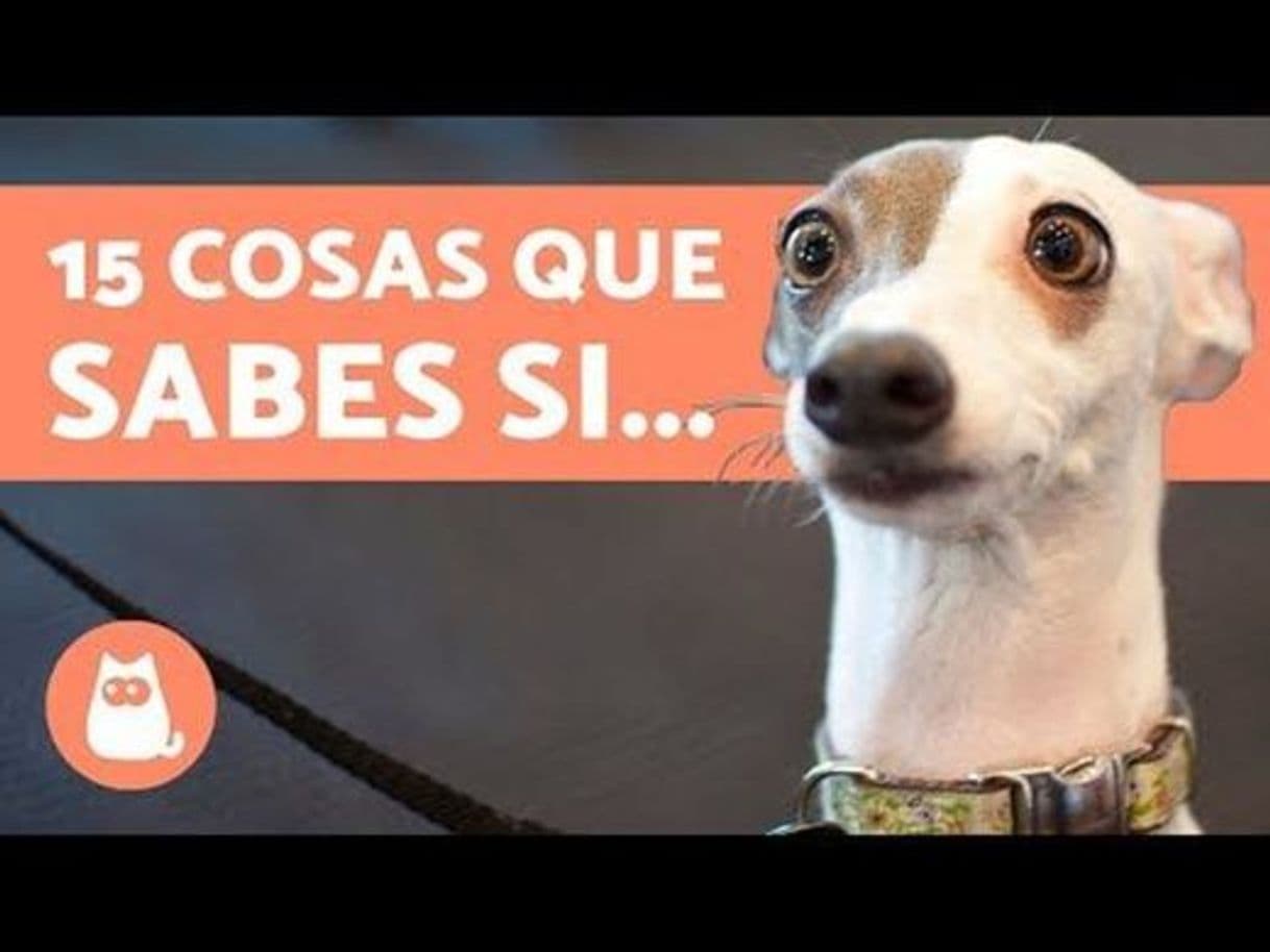 Fashion 15 cosas que debes de saber sobre los perros