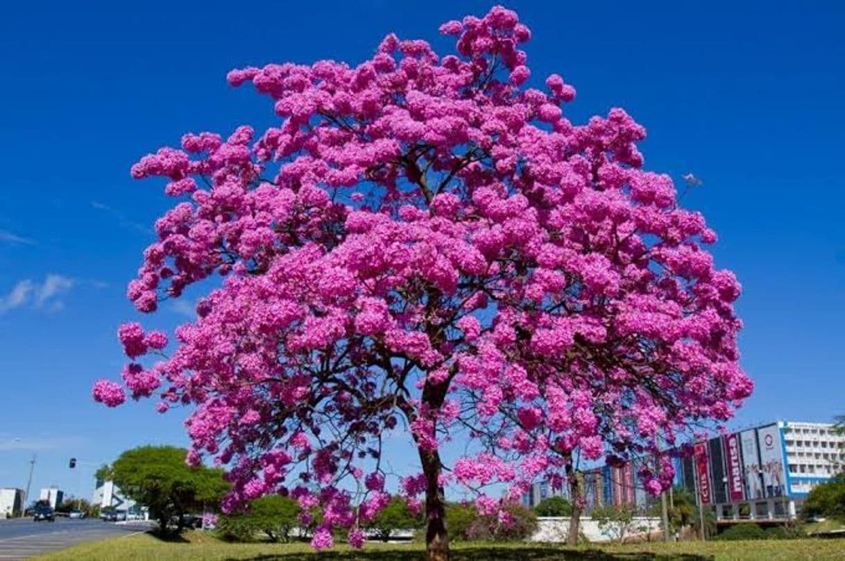 Producto Ipê roxo 