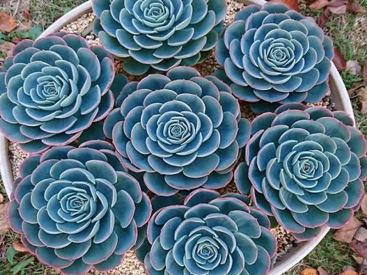 Moda 7 tipos de Echeveria y sus cuidados