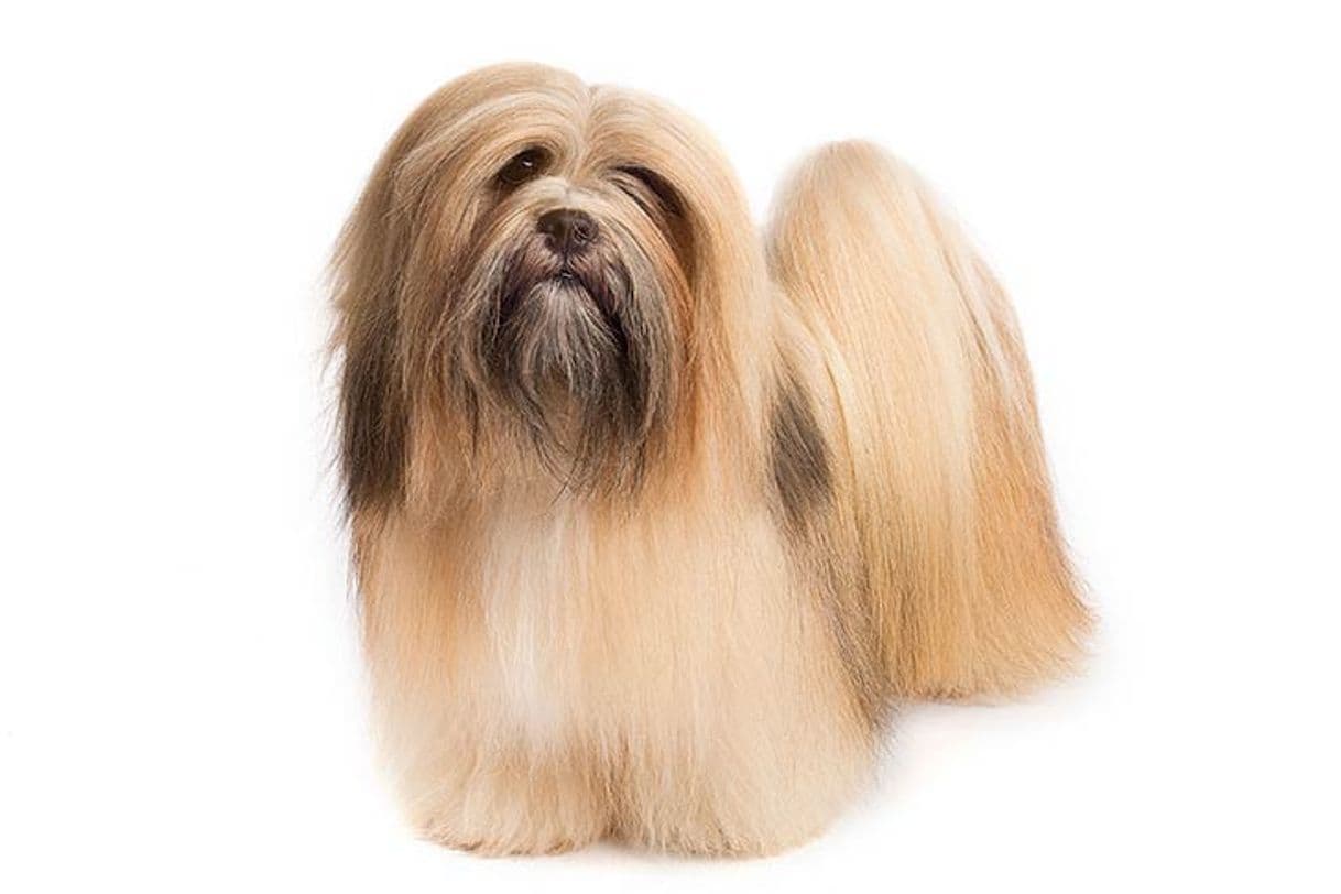 Fashion Lhasa Apso