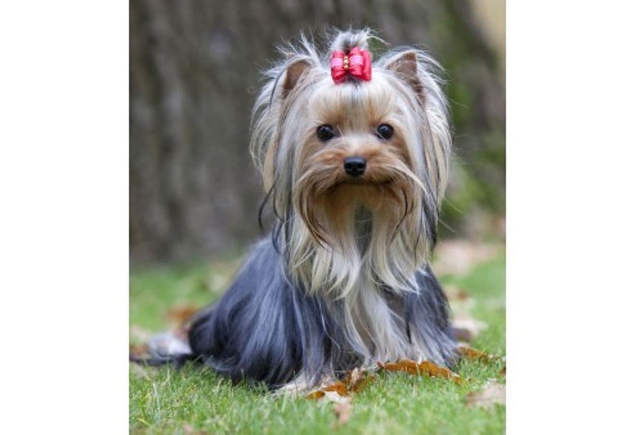 Fashion Yorkshire Terrier 