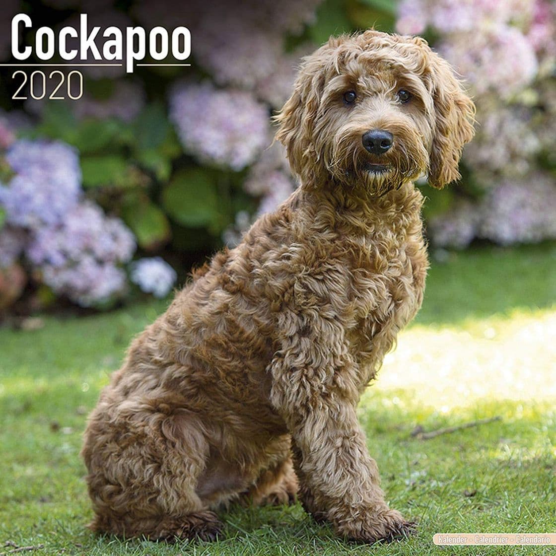 Fashion Cockapoo