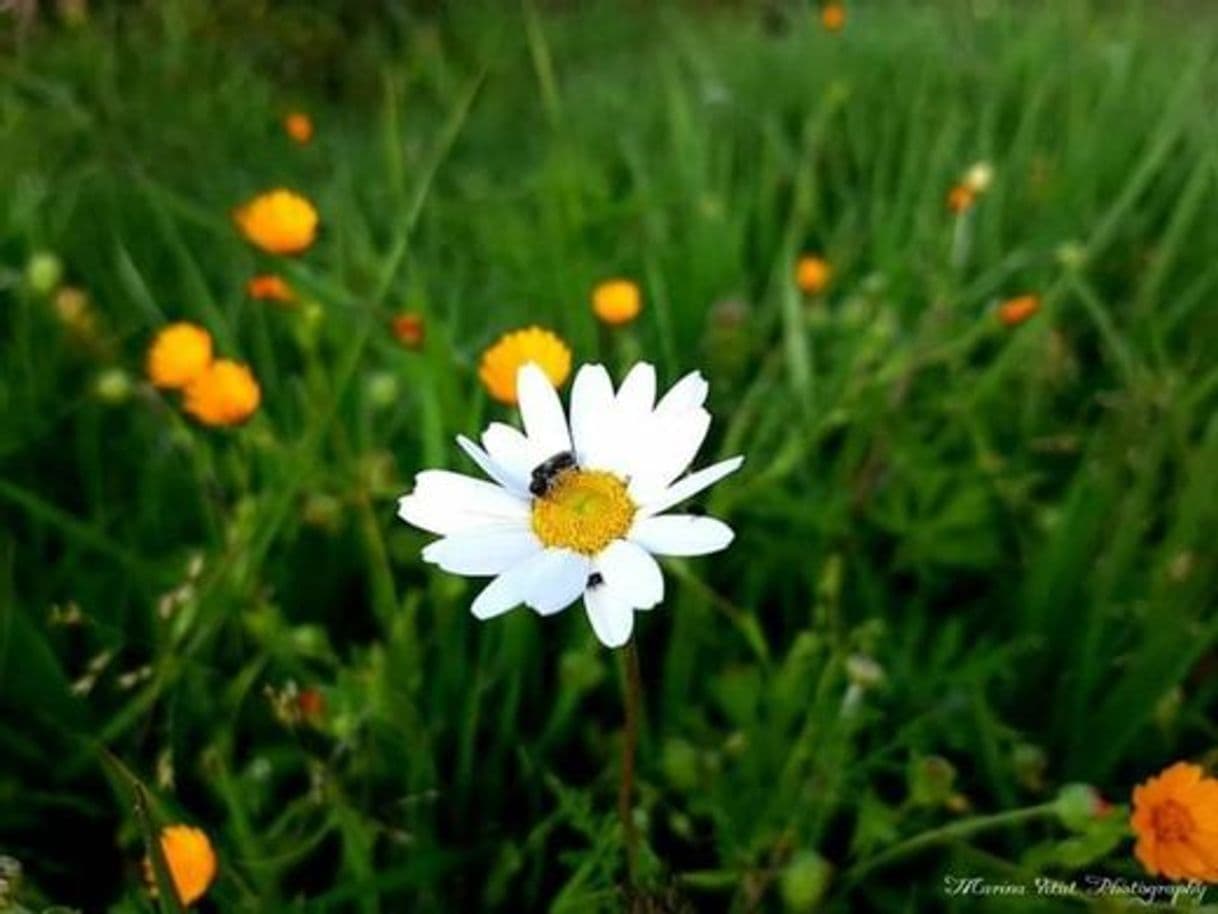 Moda Flor