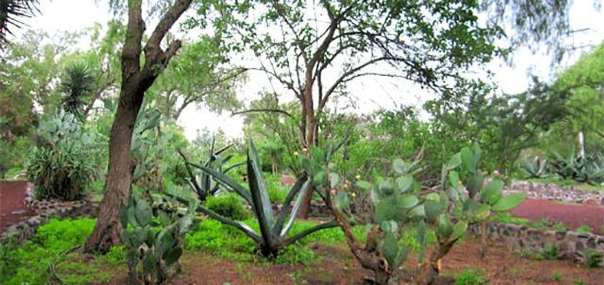 Place Teotihuacan Pyramids- Botanical Gardens