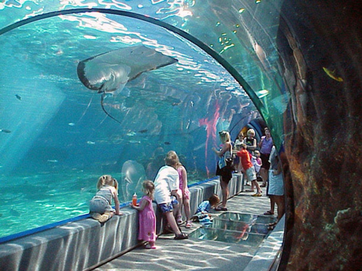 Place Maui Ocean Center, The Aquarium of Hawaii