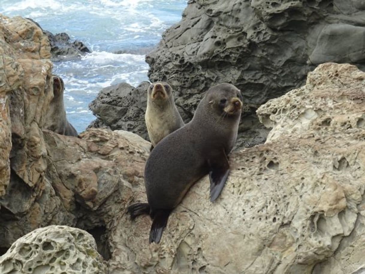 Place Kaikoura Seal Colony