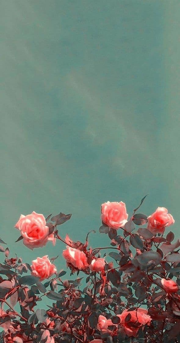 Fashion Wallpaper Flores Aesthetic 