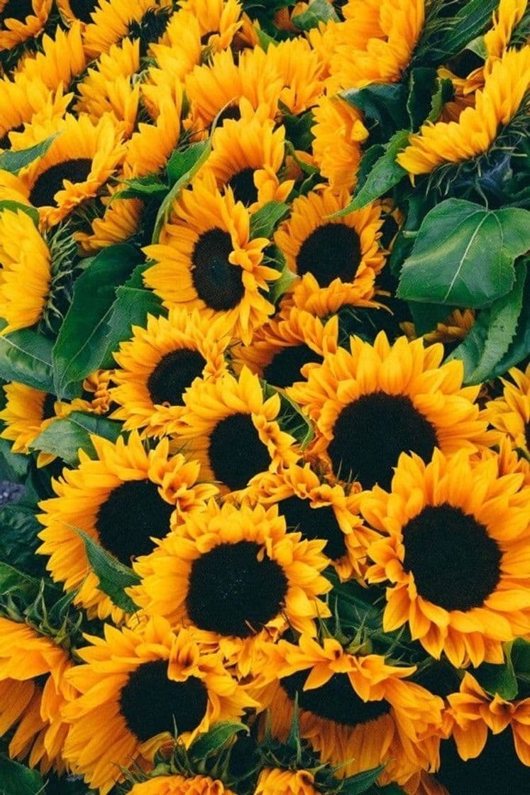 Product Sunflowers 🌻 