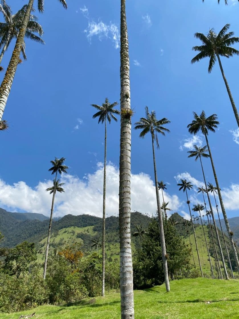 Restaurants Valle Del Cocora