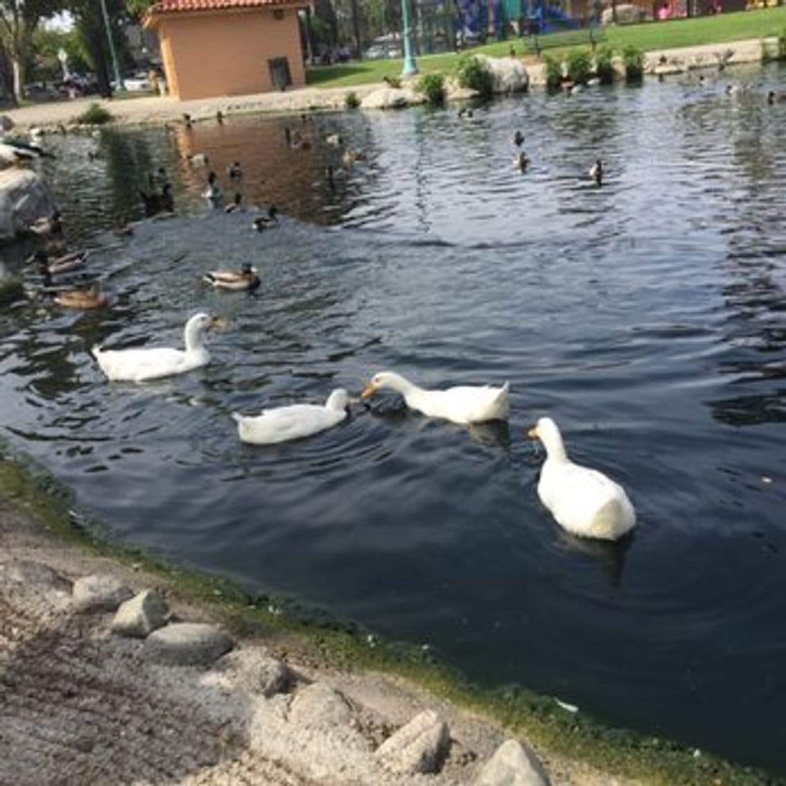 Lugar Parque de los patos