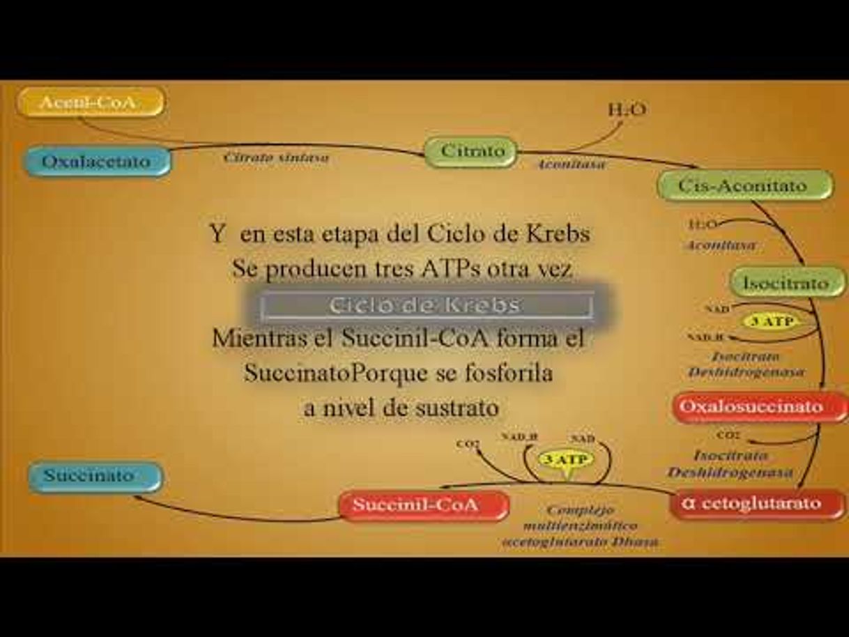 Fashion Ciclo de Krebs - Rap Medicina - YouTube