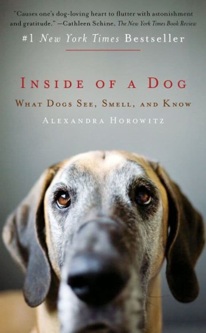 Book Inside of a Dog