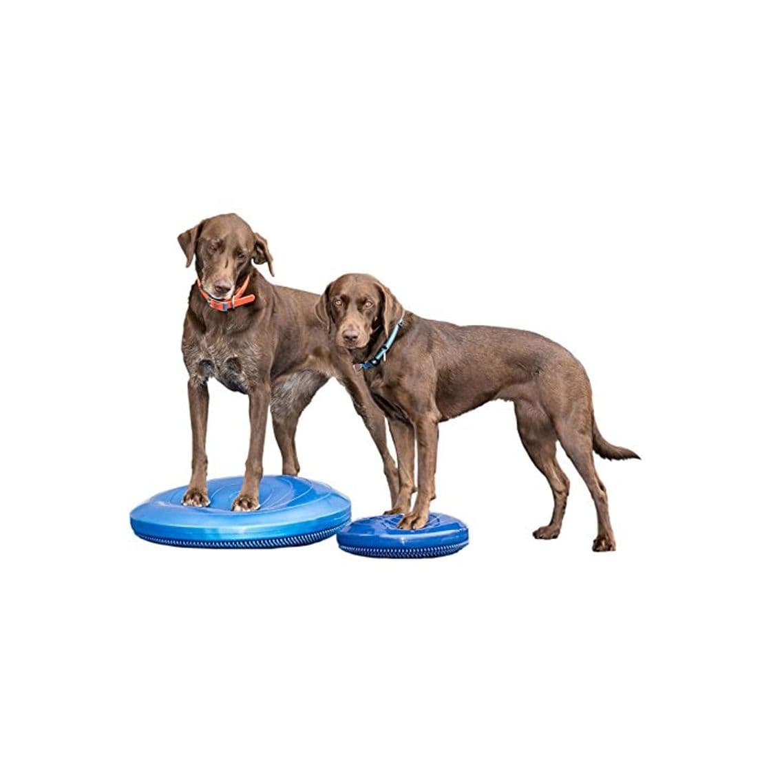 Product Ball Dynamics FPAWSBD 14 FitPAWS Balance Scheibe mit Lehr-DVD