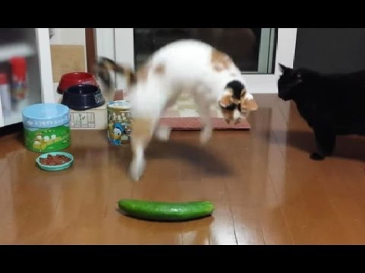 Fashion gatos levando sustos com pepino - YouTube